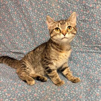 Thing 1 -  Domestic Short Hair Cat for Adoption in Waterloo, Iowa - Thing 1 | PetCurious