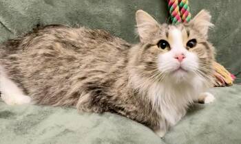 Domestic Medium Hair Cats Available for Adoption in Gary, Indiana - Fluffers | PetCurious