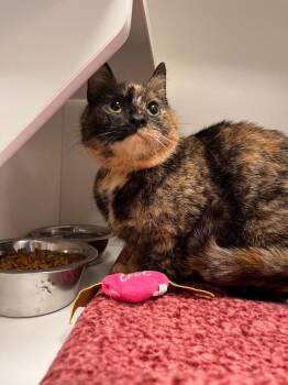 Tortoiseshell Cats Available for Adoption - Rosabelle | PetCurious