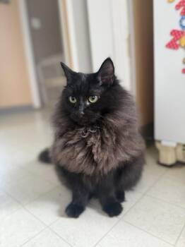 Domestic Long Hair Cats Available for Adoption - Ember Willie | PetCurious