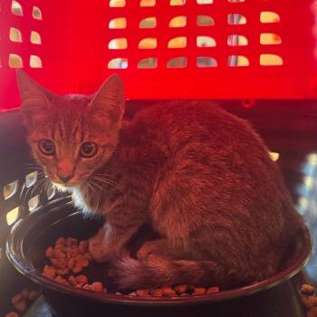 Pumpkin Spice -  Domestic Short Hair Cat for Adoption in League City, Texas - Pumpkin Spice | PetCurious