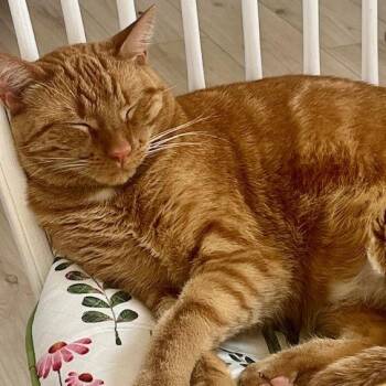 Frank - Home to Home -  Domestic Short Hair Cat Available for Adoption in South Elgin, Illinois - Frank - Home To Home | PetCurious