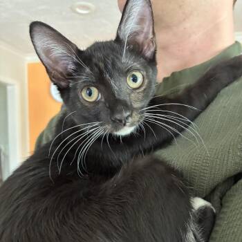Cajun -  Domestic Short Hair Cat for Adoption in Houston, Texas - Cajun | PetCurious