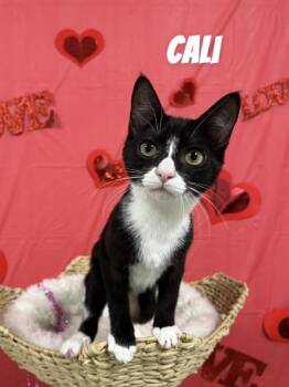 Domestic Short Hair Cats Available for Adoption in Cashiers, North Carolina - Cali | PetCurious