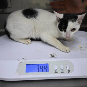 Rescue Domestic Short Hair Cats for Adoption in Galveston, Texas - 5 | PetCurious