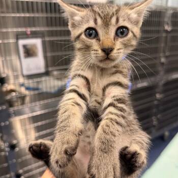 Grand Canyon (brown) -  Domestic Short Hair Cat for Adoption in Greensboro, North Carolina - Grand Canyon (brown) | PetCurious