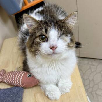 Cosmo -  Domestic Long Hair Cat for Adoption in Medina, Ohio - Cosmo | PetCurious