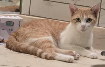 Daria -  Domestic Short Hair Cat for Adoption in Mission Viejo, California - Daria | PetCurious