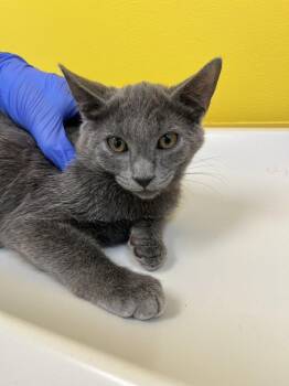 Dren -  Domestic Short Hair Cat for Adoption in Raleigh, North Carolina - Dren | PetCurious
