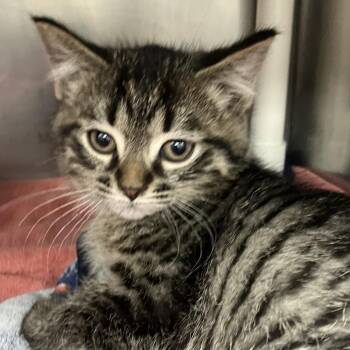 Domestic Short Hair Cats Available for Adoption in Grand Rapids, Michigan - Ford - Chow Hound Knapp