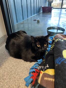 Rescue Domestic Short Hair Cats for Adoption in Hamilton, Montana - Shadow | PetCurious