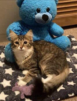 Gold -  Domestic Medium Hair Cat for Adoption in Cuyahoga Falls, Ohio - Gold | PetCurious