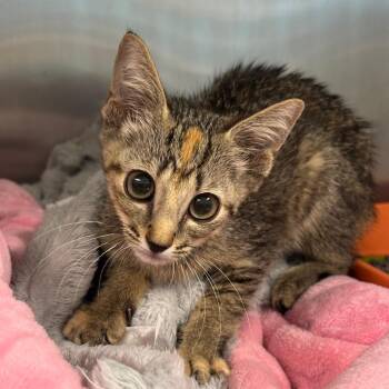 Soren -  Domestic Short Hair Cat for Adoption in League City, Texas - Soren | PetCurious