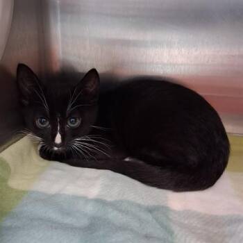 VELORA -  Domestic Short Hair Cat for Adoption in Fort Walton Beach, Florida - VELORA | PetCurious
