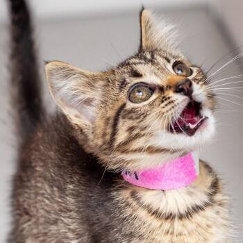 Judith -  Domestic Short Hair Cat for Adoption in Hattiesburg, Mississippi - Judith | PetCurious