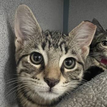 Pen -  Domestic Short Hair Cat for Adoption in Goleta, California - Pen | PetCurious