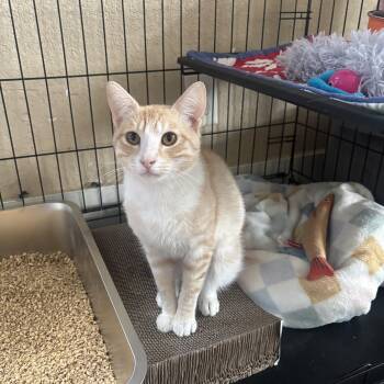 Augustus -  Domestic Short Hair Cat for Adoption in Statesboro, Georgia - Augustus | PetCurious