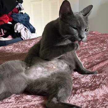 Rescue Domestic Short Hair Cats for Adoption in La Grange, Kentucky - Missy | PetCurious