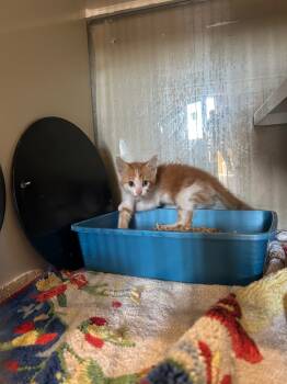 Rescue Domestic Short Hair Cats for Adoption in Ashland, Wisconsin - Kwik Trip-Katey | PetCurious