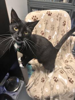 Tuxedo Cats Available for Adoption - Pepe | PetCurious