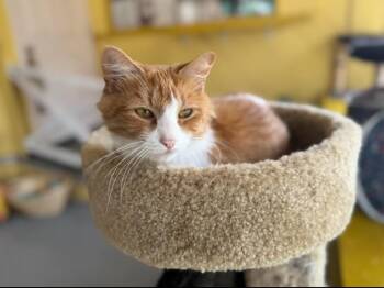 Rescue Domestic Long Hair Cats for Adoption in Madison Heights, Michigan - Skylar | PetCurious