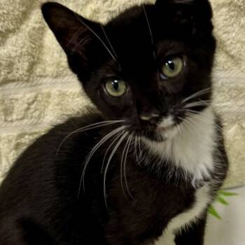 Rescue American Shorthair Cats for Adoption in Webster, Texas - Willy | PetCurious