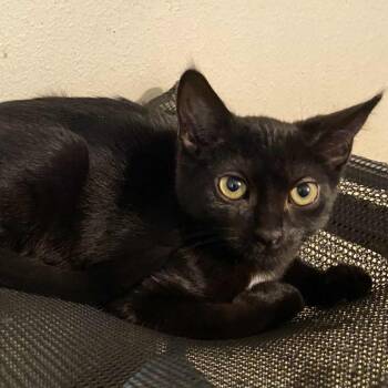 Rescue Domestic Short Hair Cats for Adoption in Portland, Oregon - Jet-gentle, Thoughtful Personality | PetCurious