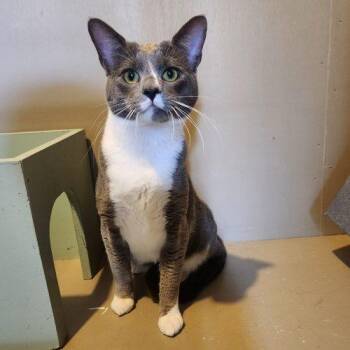 Domestic Short Hair Cats Available for Adoption - Sterling | PetCurious