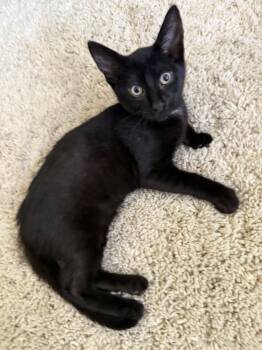 Shadow -  Domestic Short Hair Cat for Adoption - Shadow | PetCurious