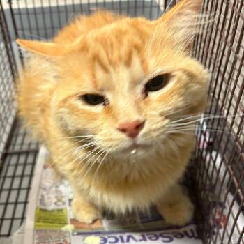 Yellow Tail -  Domestic Short Hair Cat for Adoption in Yuma, Arizona - Yellow Tail | PetCurious