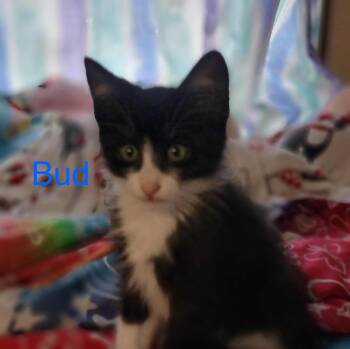 Rescue Domestic Short Hair Cats for Adoption - Bud | PetCurious