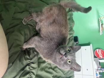 Charlie -  Russian Blue and Domestic Short Hair Cat for Adoption in Ocala, Florida - Charlie | PetCurious