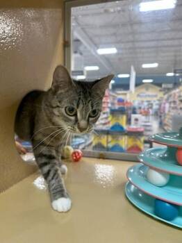 Tortilla 4-1 -  Domestic Short Hair Cat for Adoption in Dayton, Minnesota - Tortilla 4-1 | PetCurious