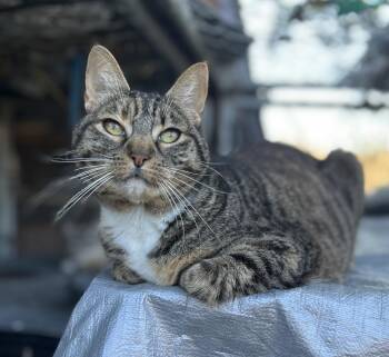 Picklels -  Domestic Short Hair and Tabby Cat for Adoption in Humble, Texas - Picklels | PetCurious