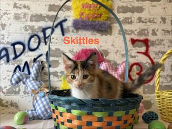 Domestic Short Hair Cats Available for Adoption - Skittles | PetCurious