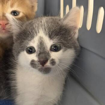 Raelin -  Domestic Short Hair Cat for Adoption in Starkville, Mississippi - Raelin | PetCurious