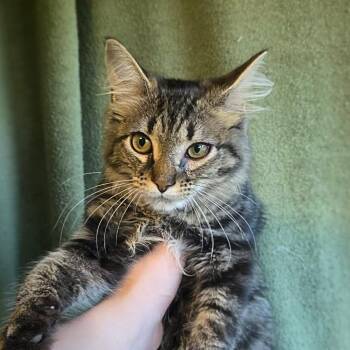Babbel -  Domestic Long Hair Cat for Adoption in Shippenville, Pennsylvania - Babbel | PetCurious
