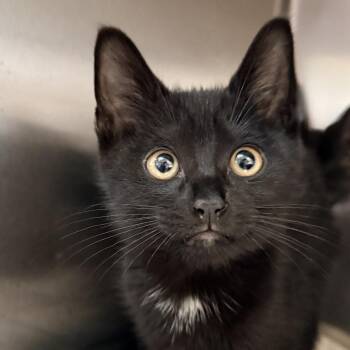 Twister -  Domestic Short Hair Cat for Adoption in Palm Springs, California - Twister | PetCurious