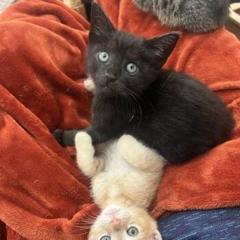 Domestic Short Hair Cats Available for Adoption in San Antonio, Texas - Smoochie | PetCurious