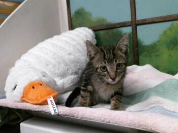 Domestic Short Hair Cats Available for Adoption in Houston, Texas - BING | PetCurious