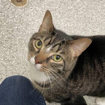 Mia (formerly Wicket) -  Domestic Short Hair and Mixed Breed Cat Available for Adoption in Enfield, New Hampshire - Mia (formerly Wicket) | PetCurious
