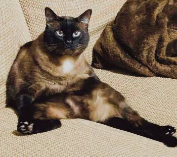 Uriel -  Burmese Cat for Adoption in Austin, Texas - Uriel | PetCurious