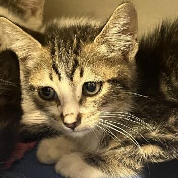 Yuma -  Domestic Short Hair Cat for Adoption in Yuma, Arizona - Yuma | PetCurious