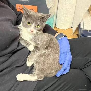 Domestic Short Hair Cats Available for Adoption in Philadelphia, Pennsylvania - Melloney | PetCurious