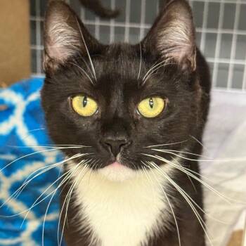 Taffy 2 -  Domestic Short Hair Cat for Adoption - Taffy 2 | PetCurious