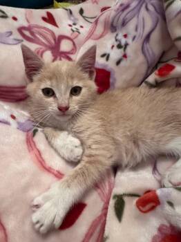 Butterscotch -  Domestic Short Hair Cat Available for Adoption in Clinton, South Carolina - Butterscotch | PetCurious