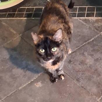 Domestic Medium Hair Cats Available for Adoption in Matteson, Illinois - Eerial | PetCurious