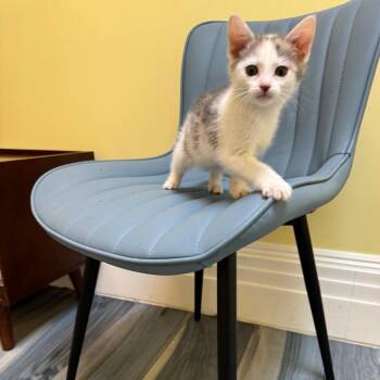 Toodles -  Domestic Short Hair Cat for Adoption in Monroe, North Carolina - Toodles | PetCurious