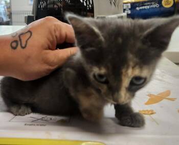 MCKENNA -  Domestic Short Hair Cat for Adoption in Lexington, Tennessee - MCKENNA | PetCurious