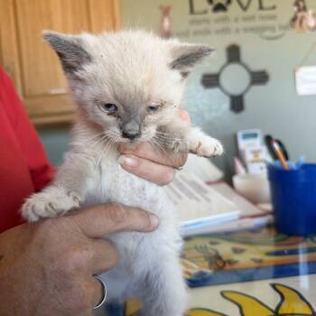Whiskey -  Domestic Medium Hair Cat Available for Adoption in Deming, New Mexico - Whiskey | PetCurious